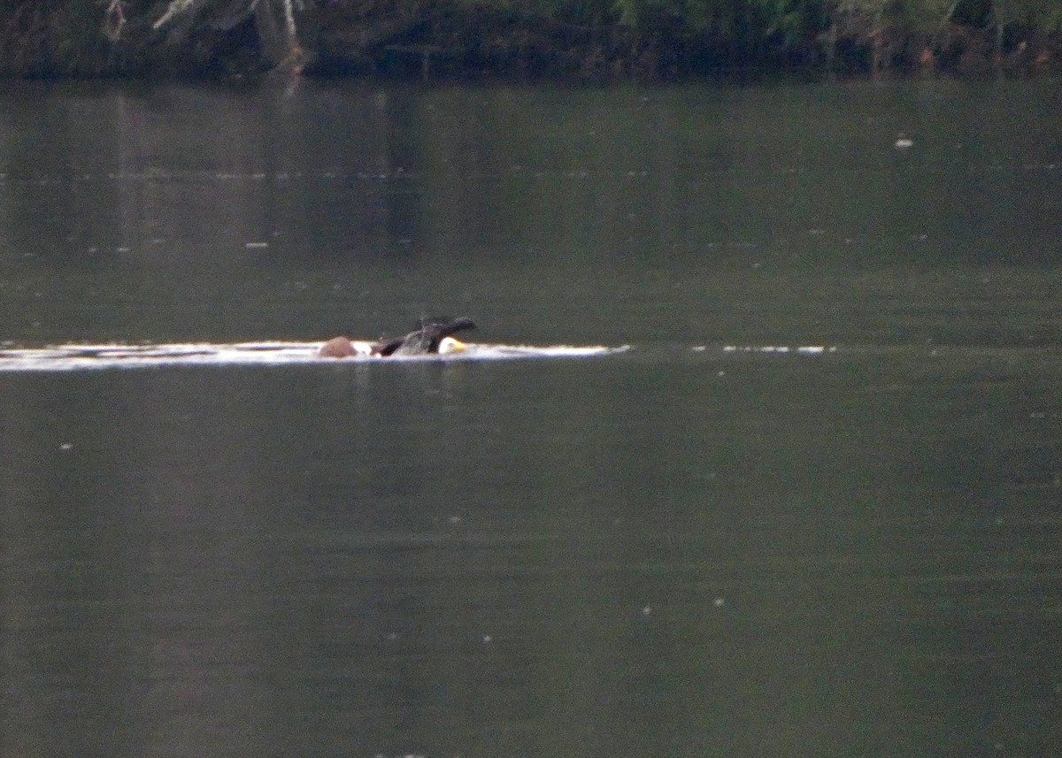 ハクトウワシ - ML646437054