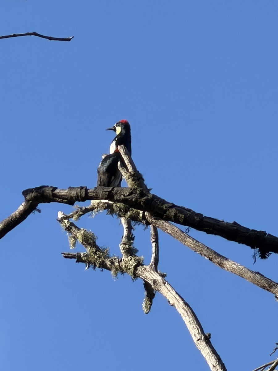 ドングリキツツキ - ML646437055