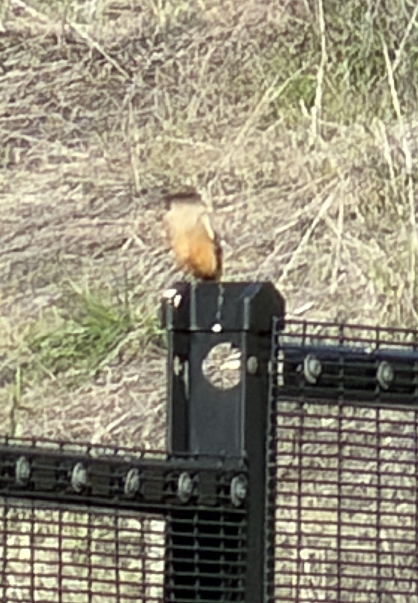 チャイロツキヒメハエトリ - ML646437057