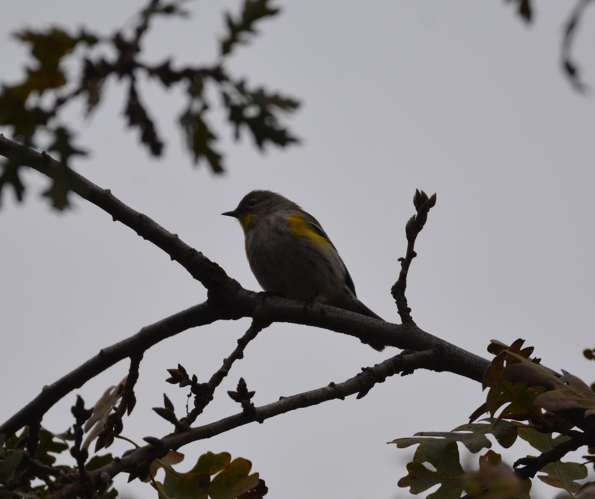 キヅタアメリカムシクイ（auduboni） - ML646437058