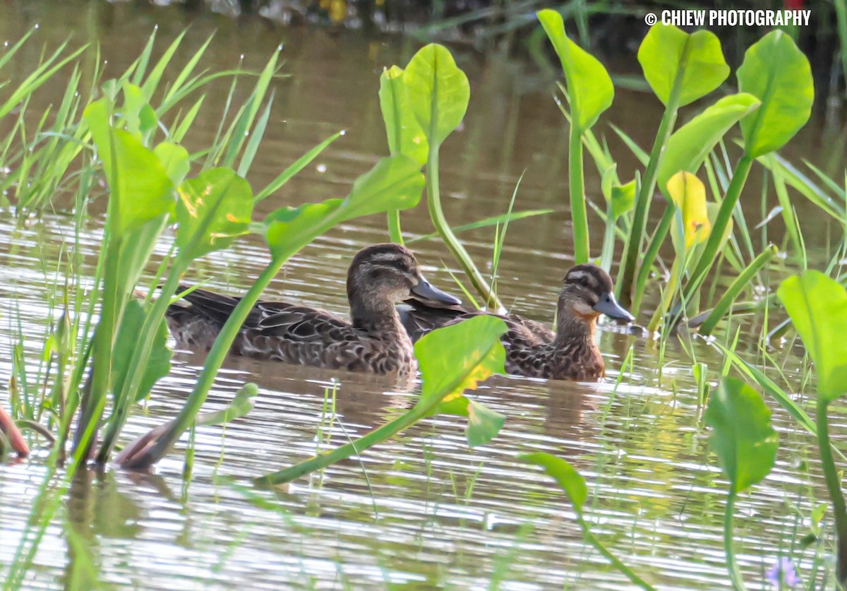 シマアジ - ML646437059