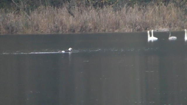 Pygargue à tête blanche - ML646437060