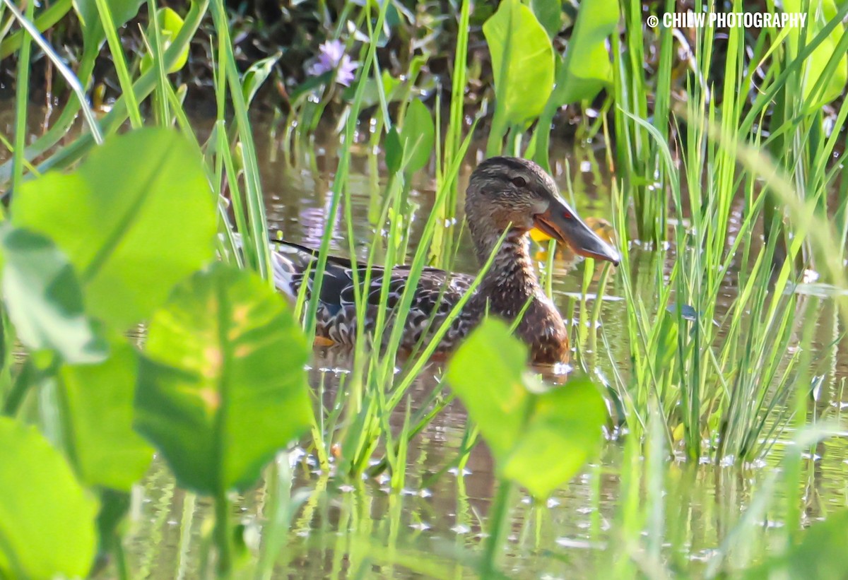 ハシビロガモ - ML646437061
