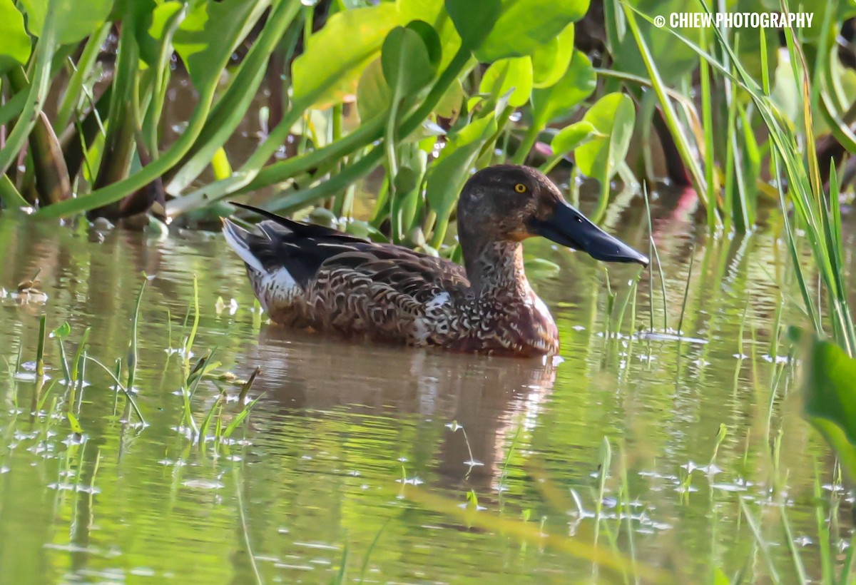 ハシビロガモ - ML646437062
