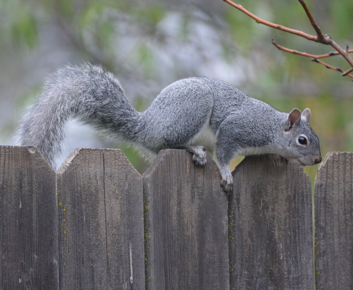 Western Gray Squirrel - ML646437064