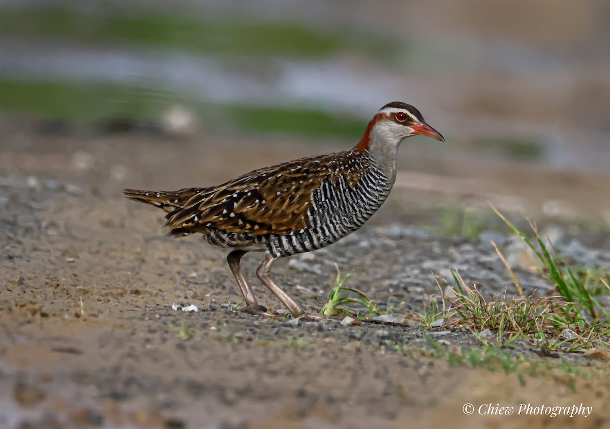 Buff-banded Rail - ML646437066