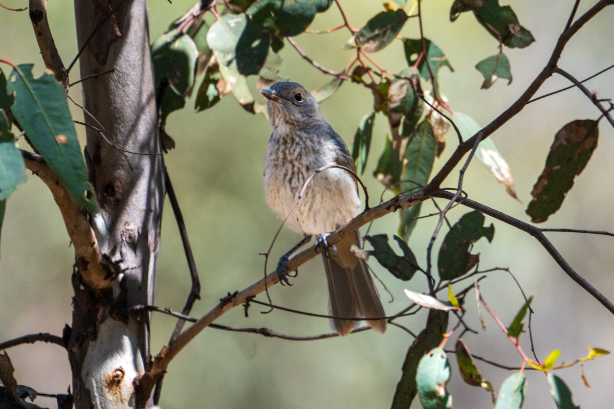 Gray Shrikethrush - ML646437068