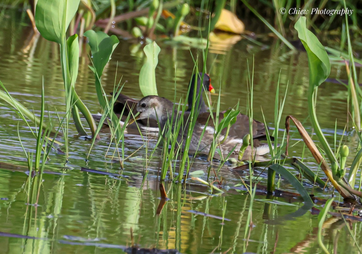 Eurasian Moorhen - ML646437069