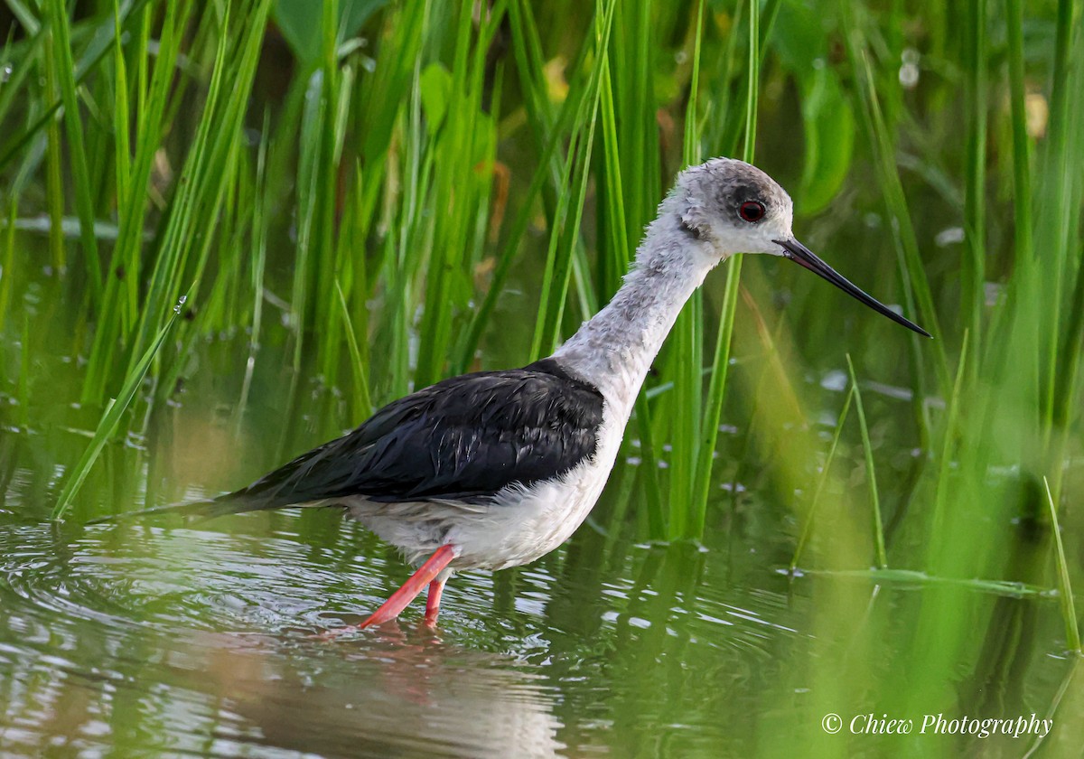 Black-winged Stilt - ML646437073