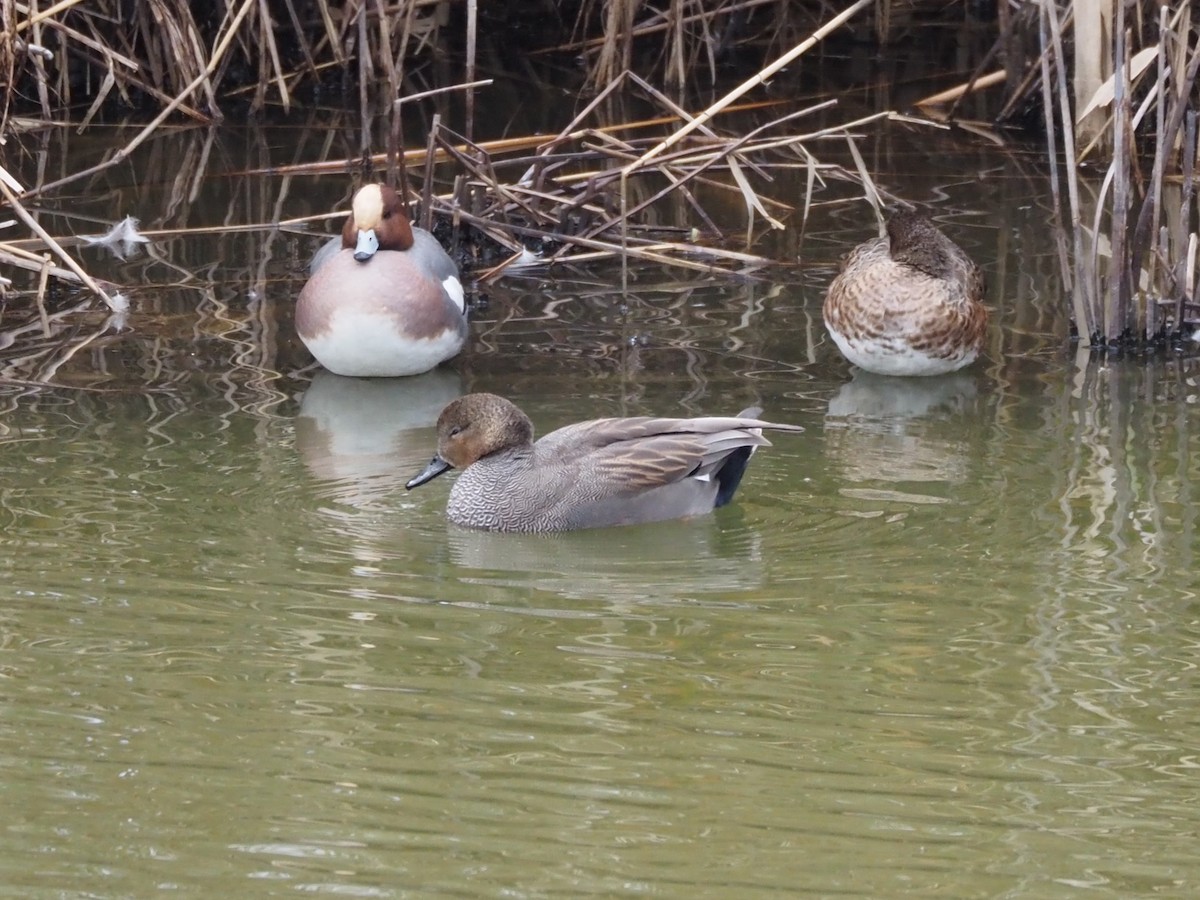 Schnatterente - ML646437074