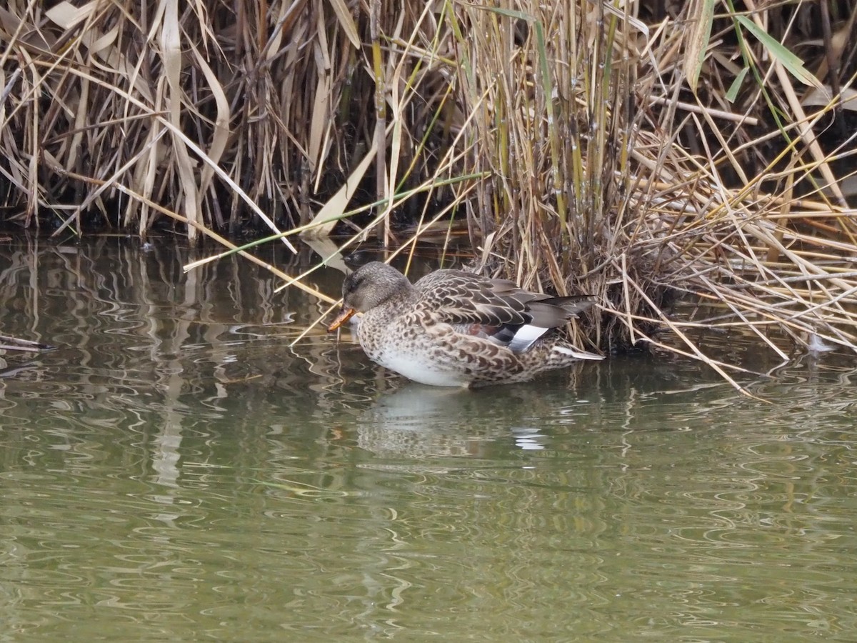 Schnatterente - ML646437075