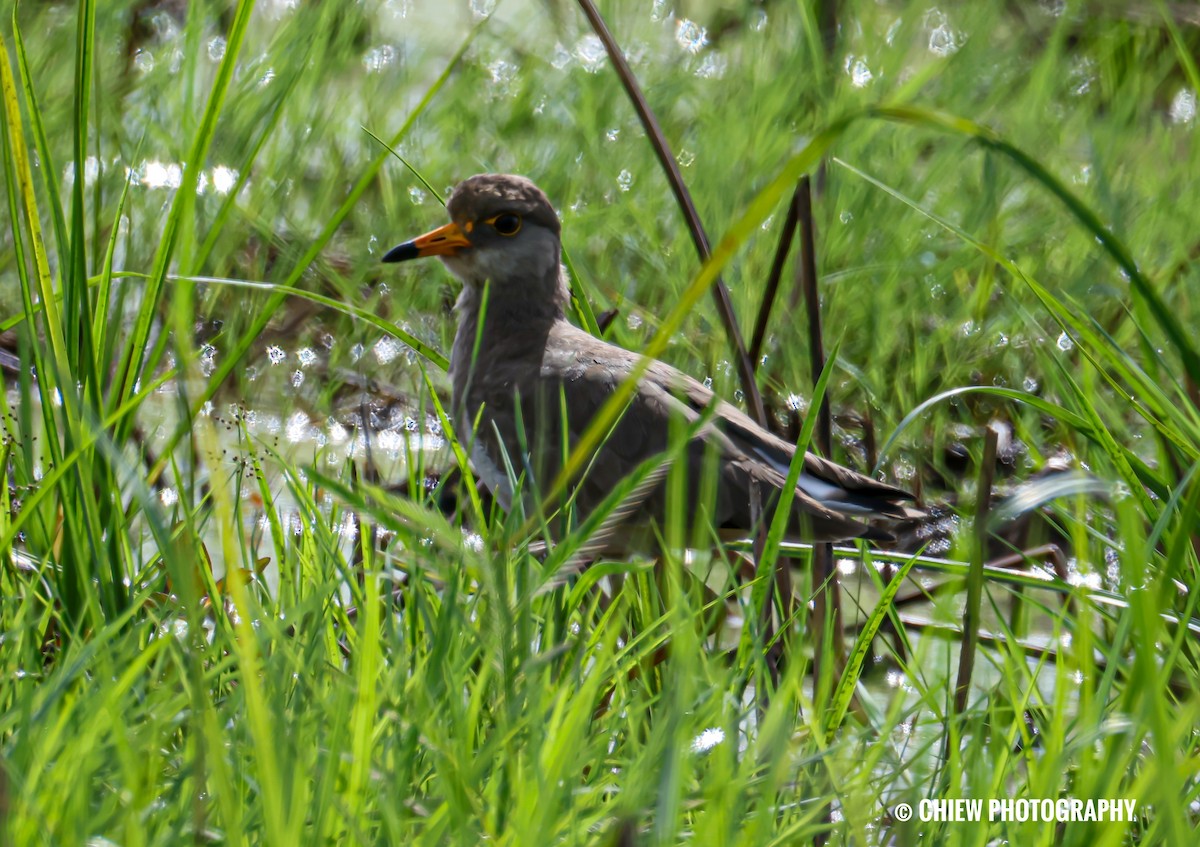 Gray-headed Lapwing - ML646437076