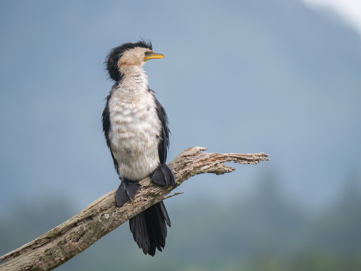 Little Pied Cormorant - ML646437077