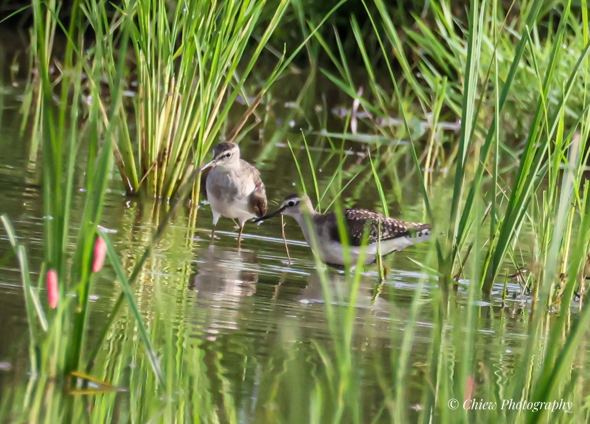 Wood Sandpiper - ML646437078