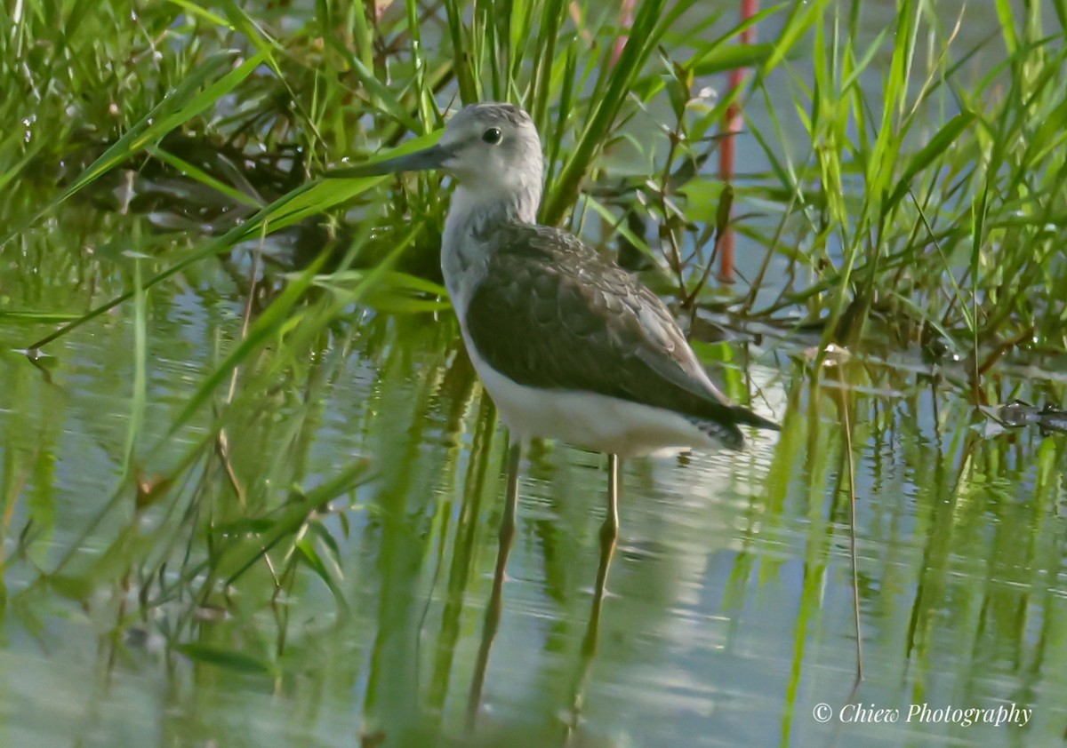 Common Greenshank - ML646437079