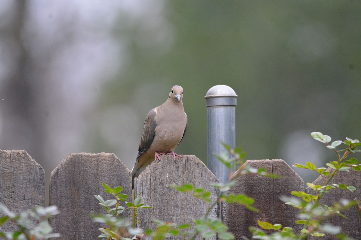 Mourning Dove - ML646437081
