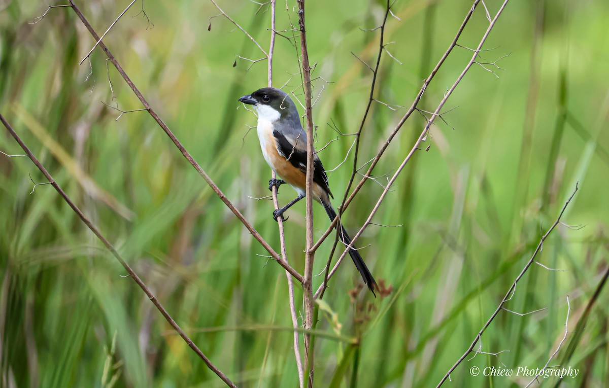 Long-tailed Shrike - ML646437082