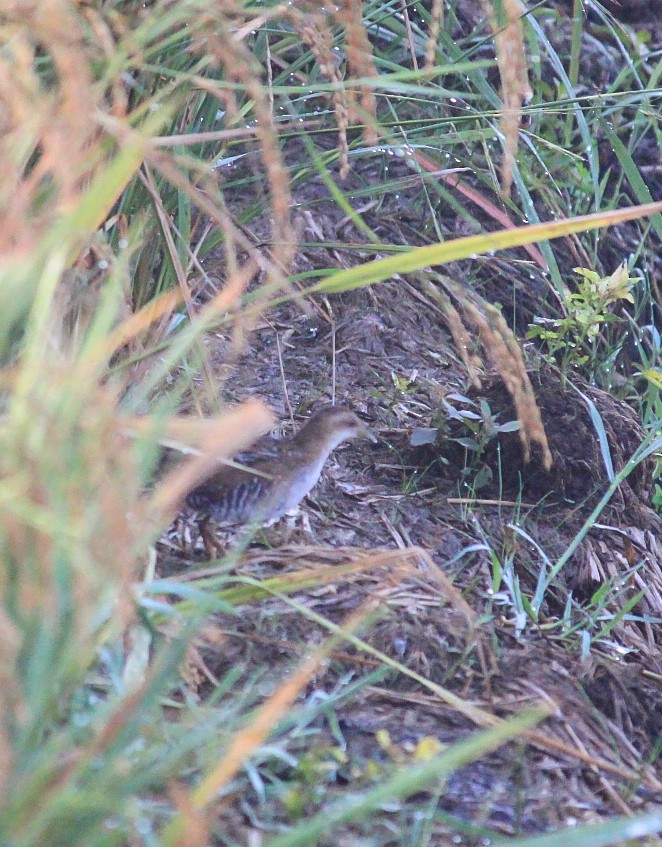 chřástal nejmenší - ML646437083