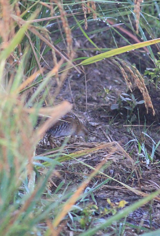 chřástal nejmenší - ML646437084