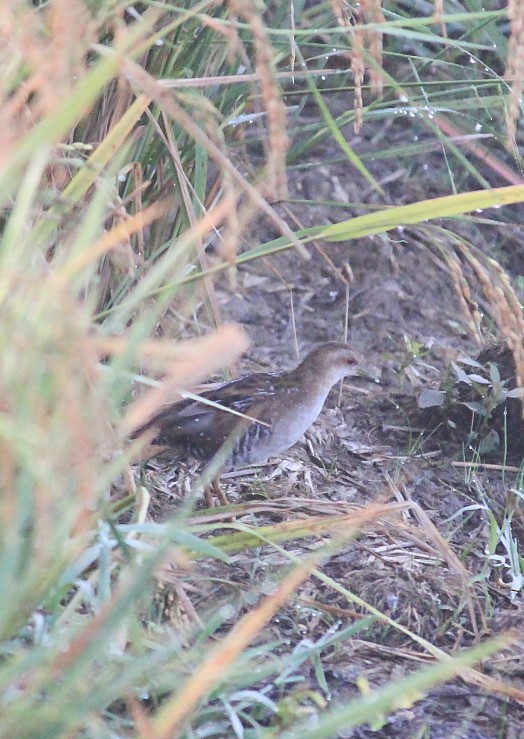 chřástal nejmenší - ML646437086