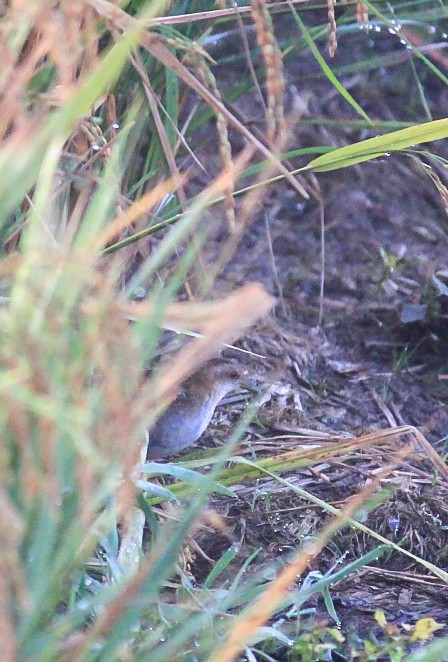 chřástal nejmenší - ML646437087