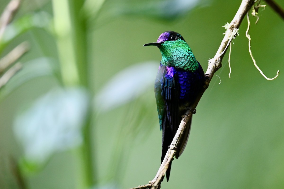 Crowned Woodnymph - ML646437088