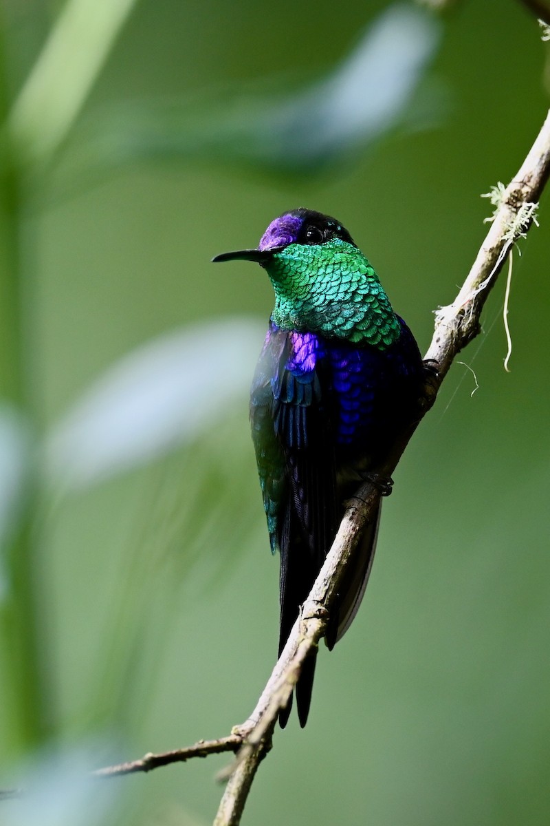 Crowned Woodnymph - ML646437089