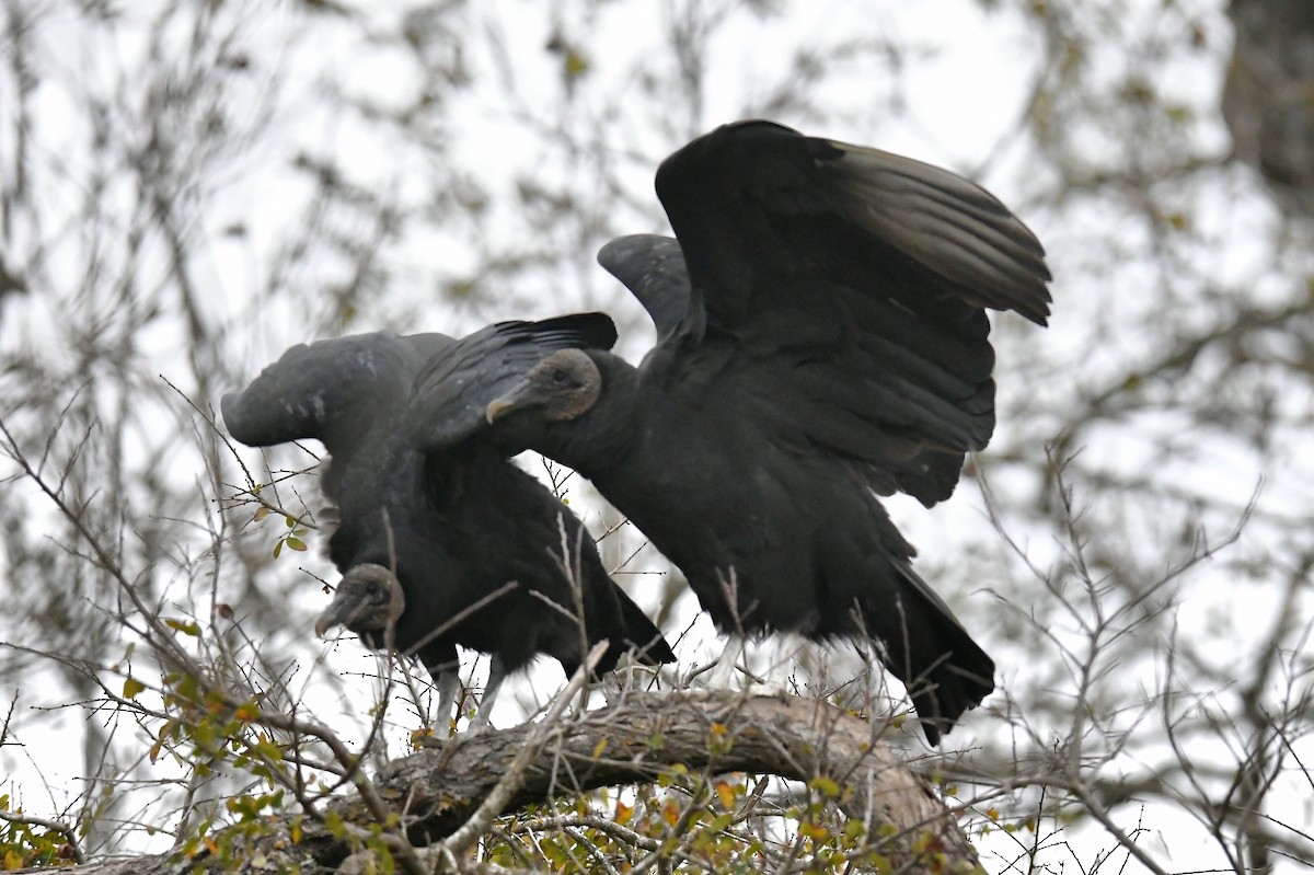 Zopilote beltza - ML646437090