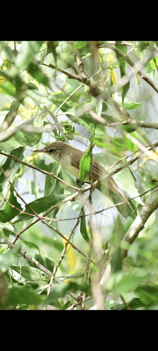 Oriental Reed Warbler - ML646437093