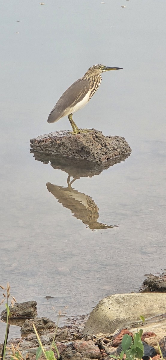 Indian Pond-Heron - ML646437094