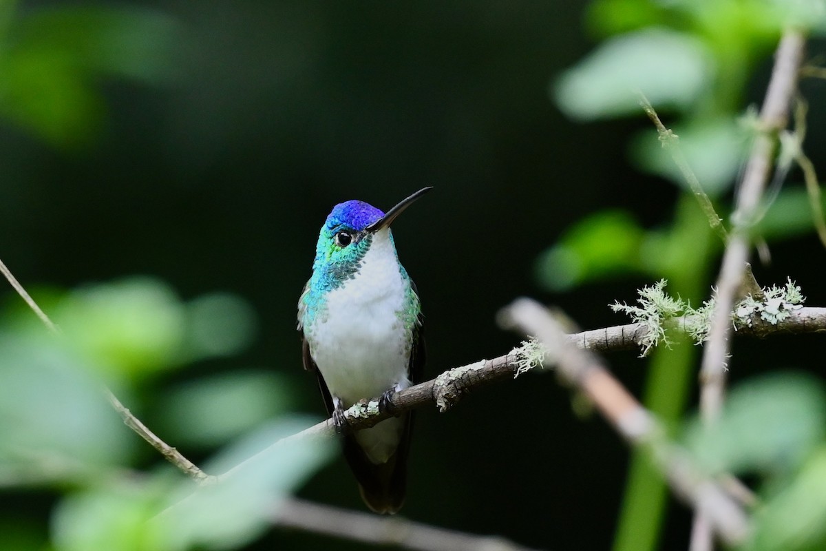 Andean Emerald - ML646437096