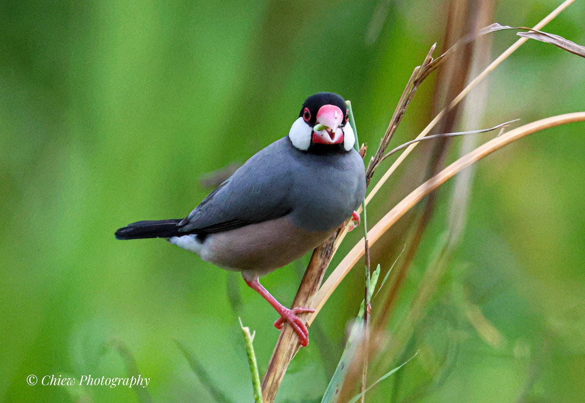 Java Sparrow - ML646437097