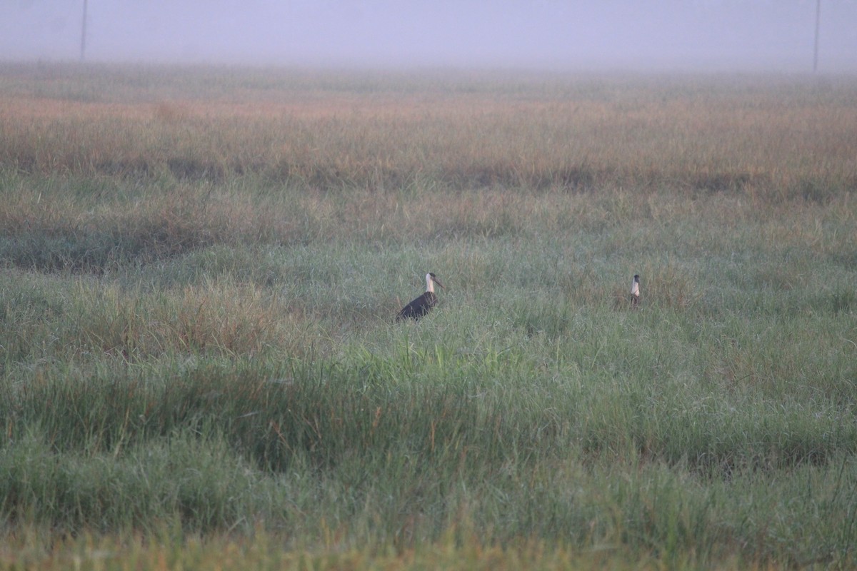 Asian Woolly-necked Stork - ML646437098