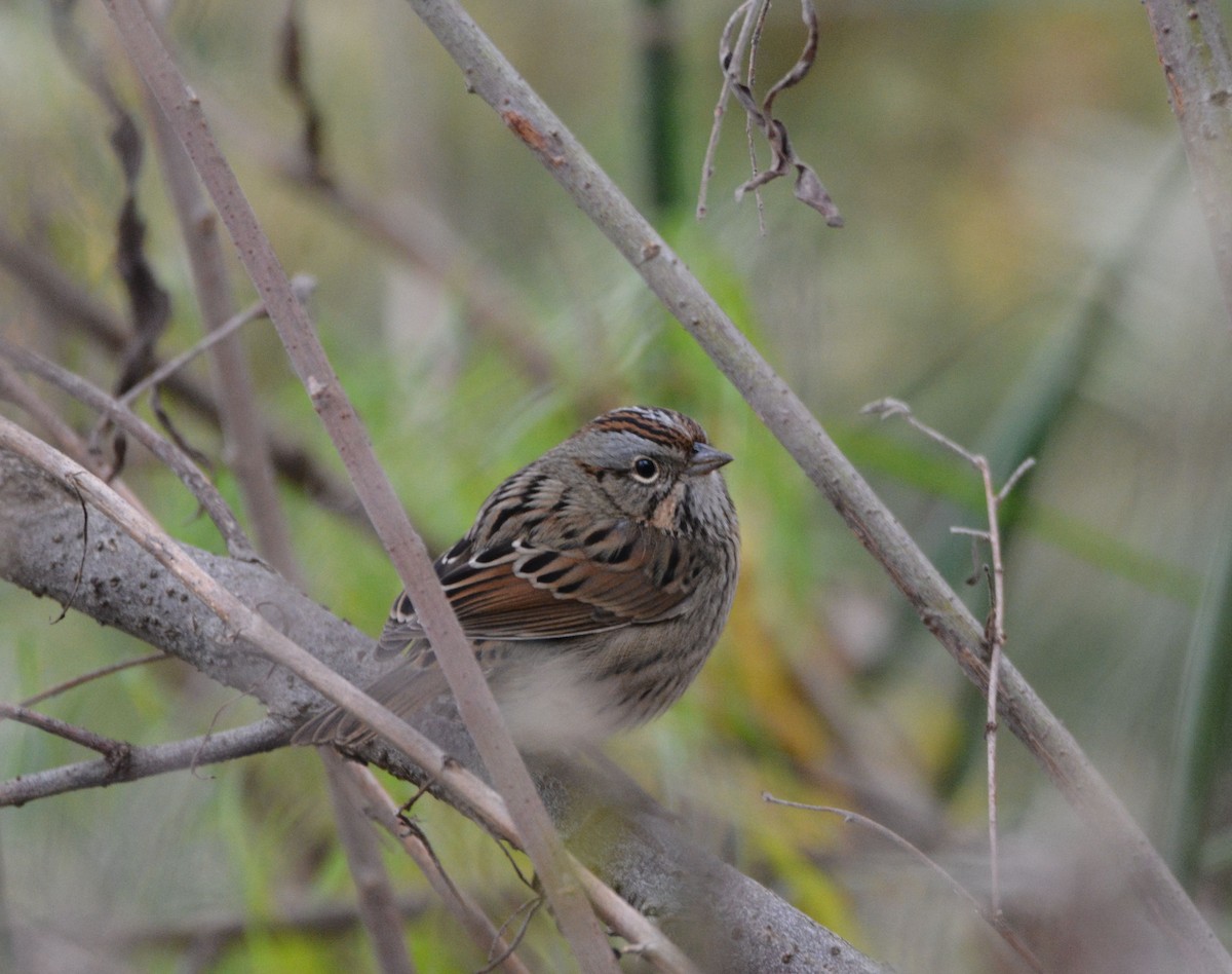 Lincoln's Sparrow - ML646437099