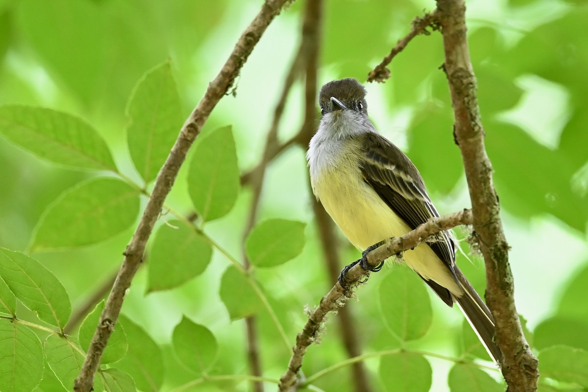 Pale-edged Flycatcher - ML646437100