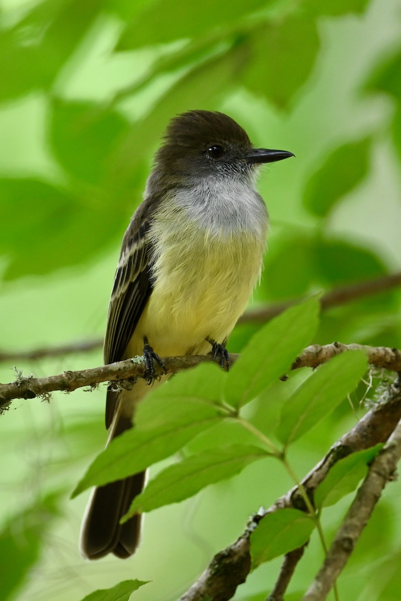 Pale-edged Flycatcher - ML646437101