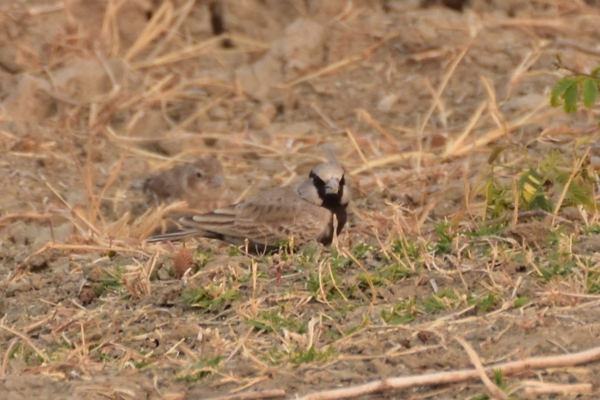 skřivan černobřichý - ML646437102