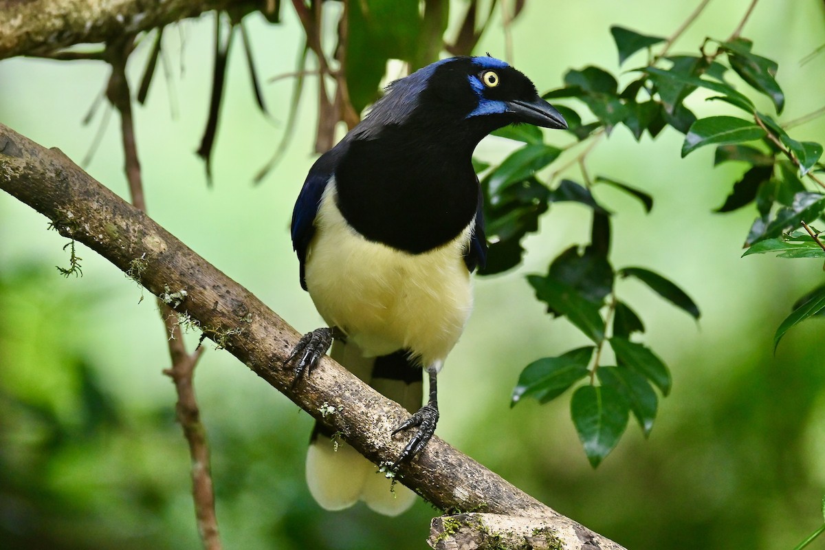 Black-chested Jay - ML646437103