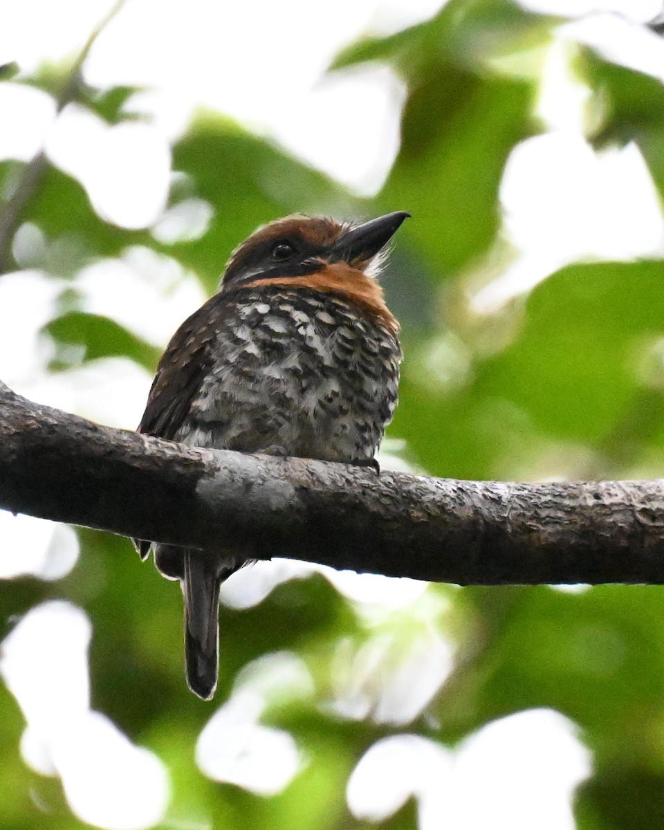 Spotted Puffbird - ML646437104