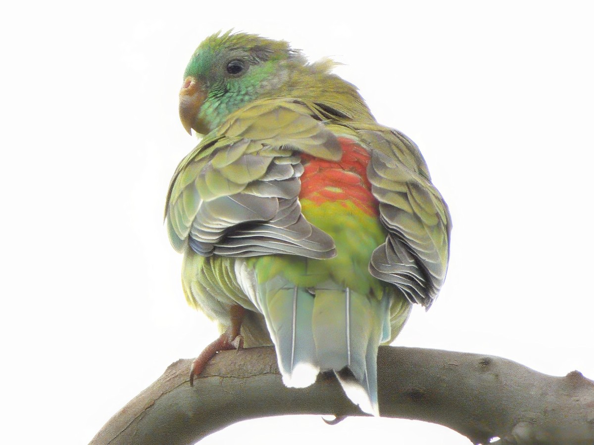 rosela zpěvavá - ML646437105