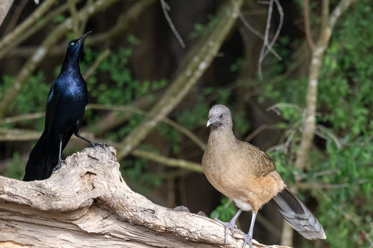 Plain Chachalaca - ML646437106