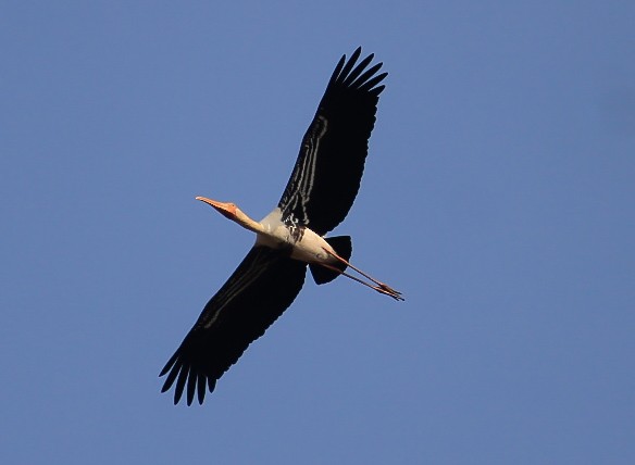 Painted Stork - ML646437107