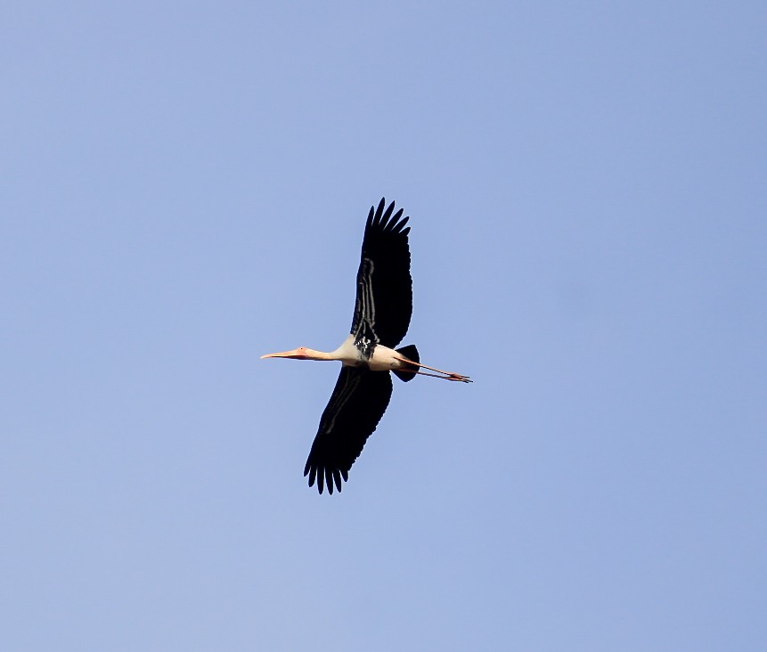 Painted Stork - ML646437108