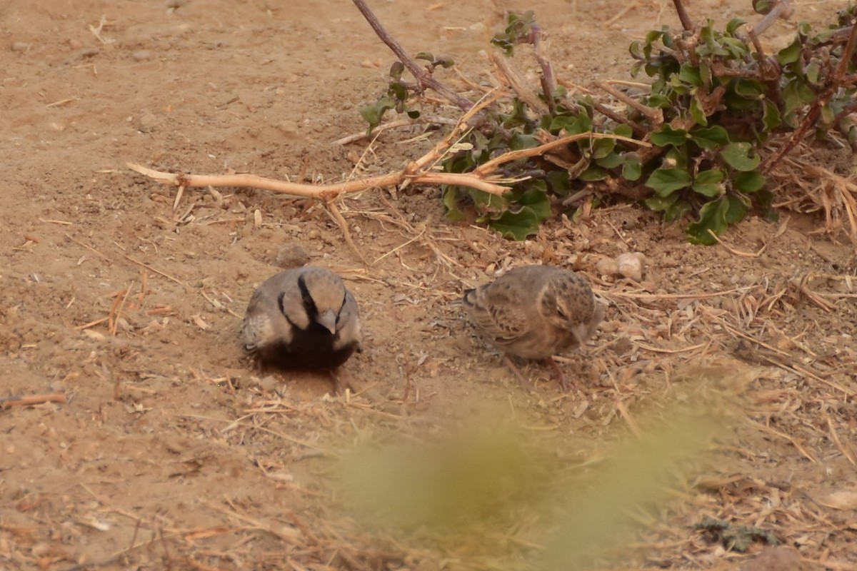 skřivan černobřichý - ML646437109