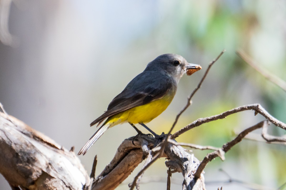 Western Yellow Robin - ML646437110