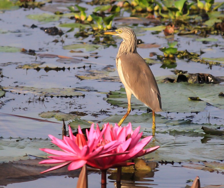 Indian Pond-Heron - ML646437111