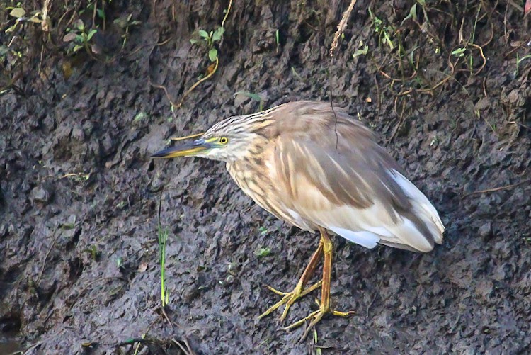 Indian Pond-Heron - ML646437112