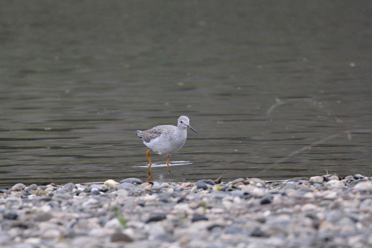 Greater Yellowlegs - ML646437116