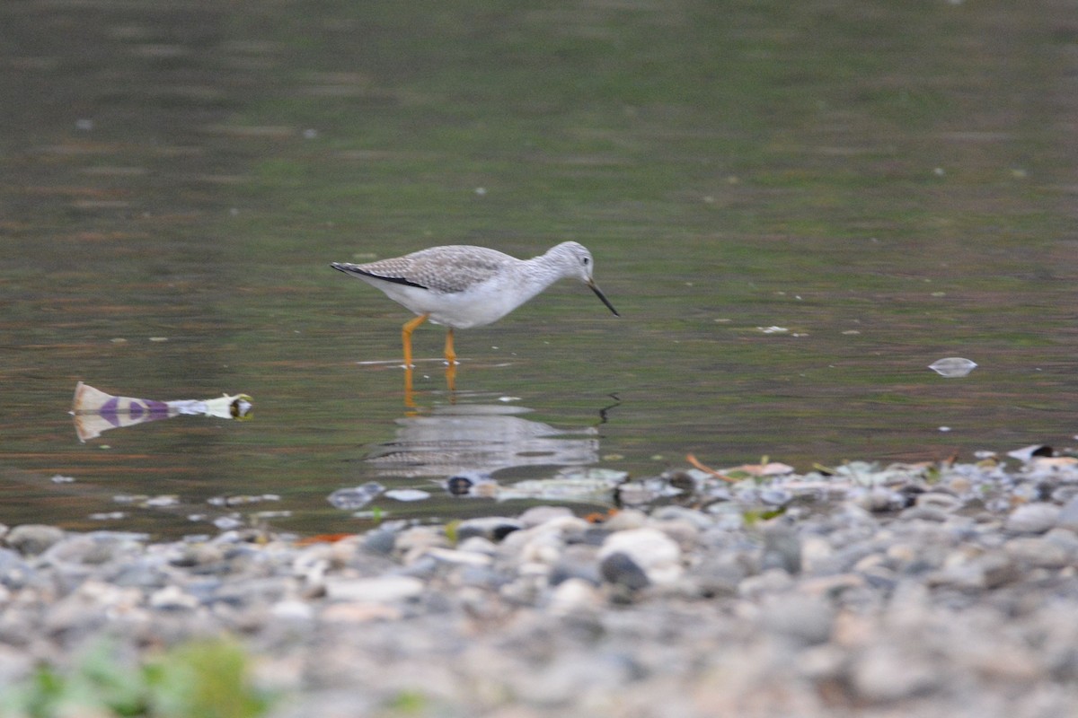 Greater Yellowlegs - ML646437117