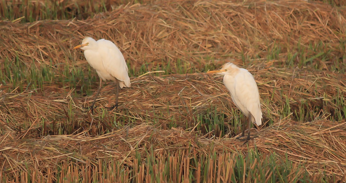 Eastern Cattle-Egret - ML646437118